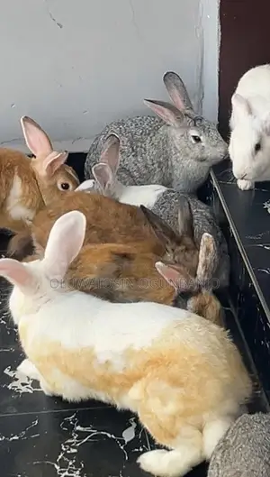 Adult Rabbit