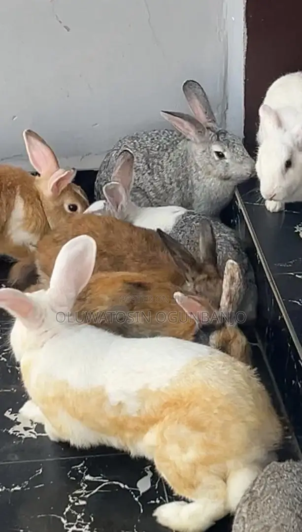 Adult Rabbit