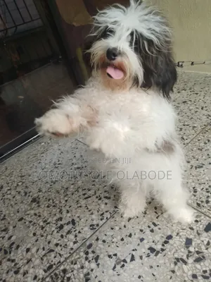 1+ year Female Purebred Lhasa Apso