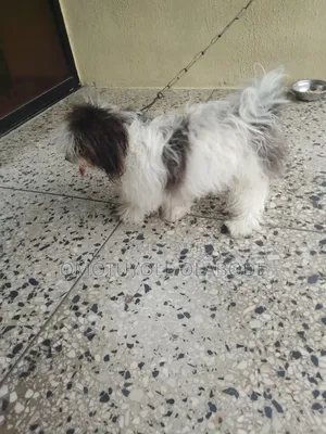 1+ year Female Purebred Lhasa Apso