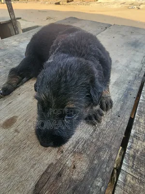 1-3 months Male Purebred German Shepherd