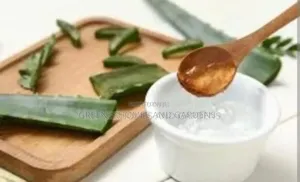 Aloevera Plant