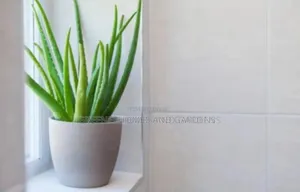 Aloevera Plant