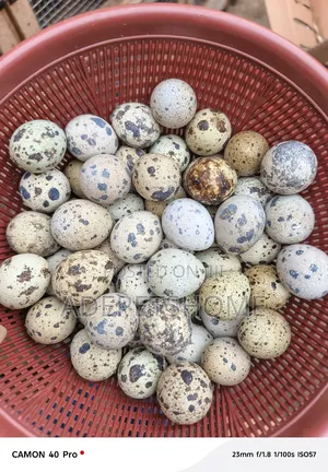 Quail Eggs