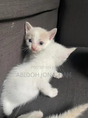 1-3 months Male Purebred American Shorthair