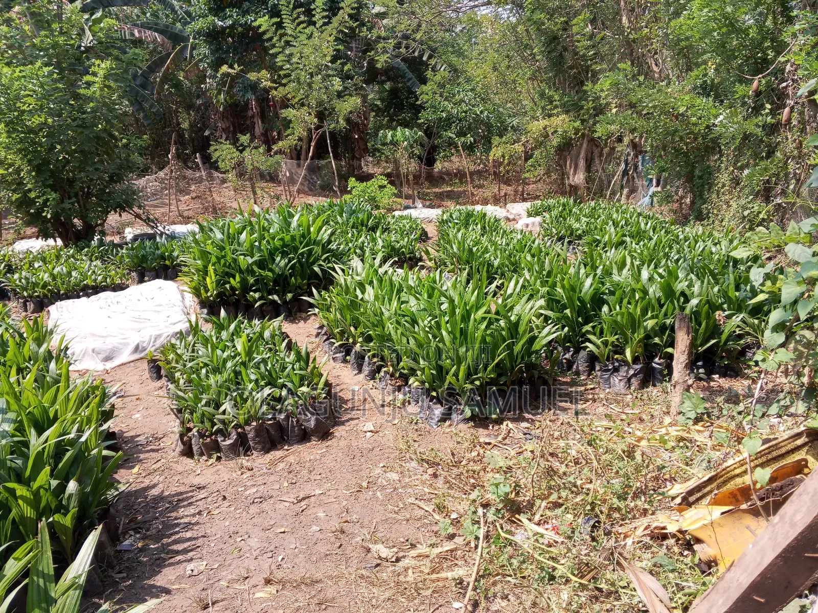 Palm Seedlings for Sales