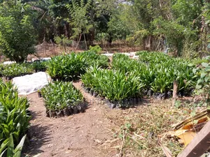 Palm Seedlings for Sales