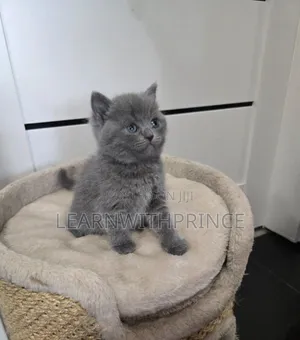 1-3 months Male Purebred British Shorthair