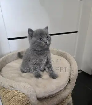 1-3 months Male Purebred British Shorthair