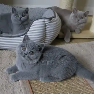 1-3 months Female Purebred British Shorthair