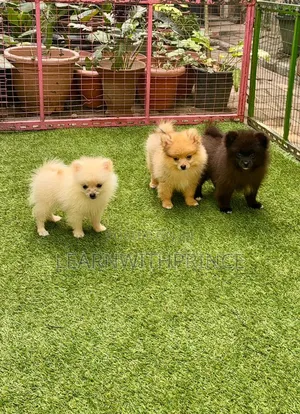 1-3 months Female Purebred Pomeranian