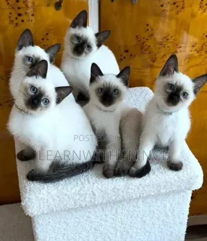 1-3 months Female Purebred Siamese