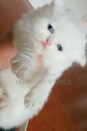 1-3 months Female Purebred Persian