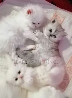 1-3 months Female Purebred Persian