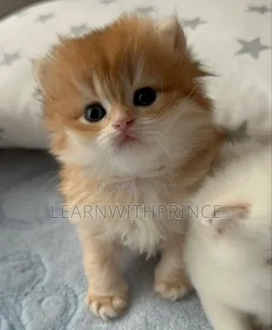 1-3 months Female Purebred Persian