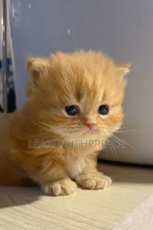 1-3 months Male Purebred Persian