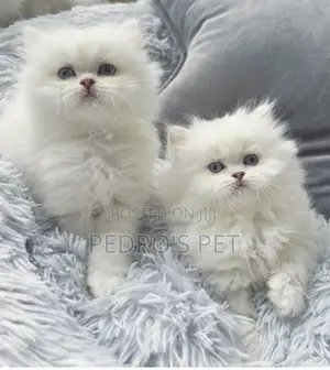 1-3 months Male Purebred Persian