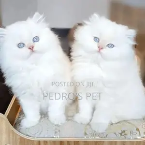 1-3 months Female Purebred Persian