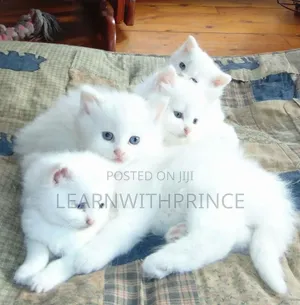 1-3 months Female Purebred Persian
