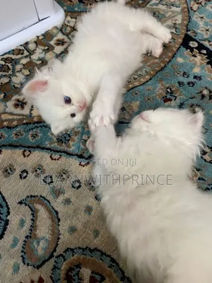 1-3 months Female Purebred Persian