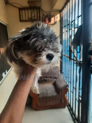 3-6 months Female Purebred Lhasa Apso