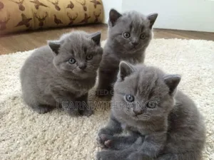 1-3 months Female Purebred British Shorthair