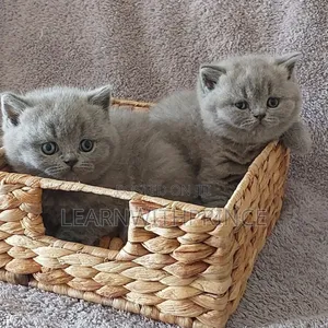 1-3 months Female Purebred British Shorthair