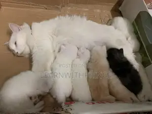 1-3 months Female Purebred Persian