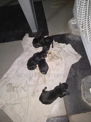 1-3 months Male Purebred Rottweiler
