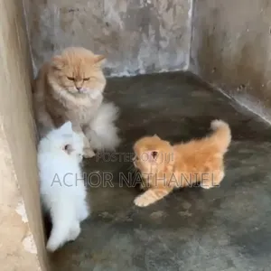 1-3 months Male Purebred Persian