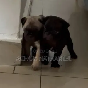 1-3 months Male Purebred Pug