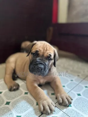 1-3 months Male Purebred Boerboel