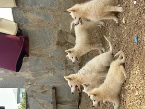 1-3 months Female Purebred American Eskimo