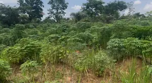 1 Plot of Land for Sale at Ezza Ugwuomu Nike Enugu East Lga.