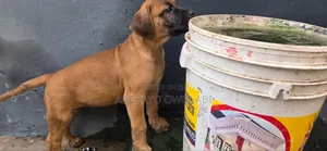 1-3 months Female Purebred Boerboel