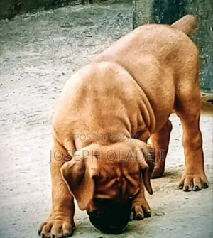 1-3 months Female Purebred Boerboel