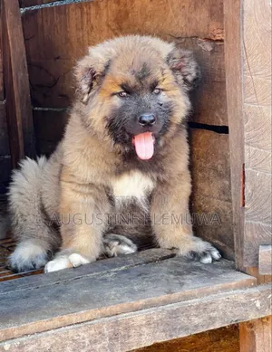 1-3 months Male Purebred Caucasian Shepherd