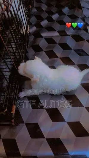 0-1 month Female Purebred American Eskimo