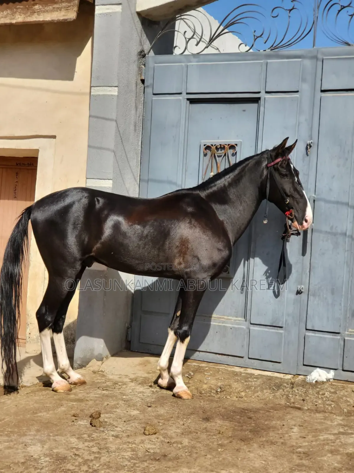 Horse Sudanese
