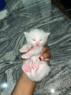1-3 months Female Purebred Persian