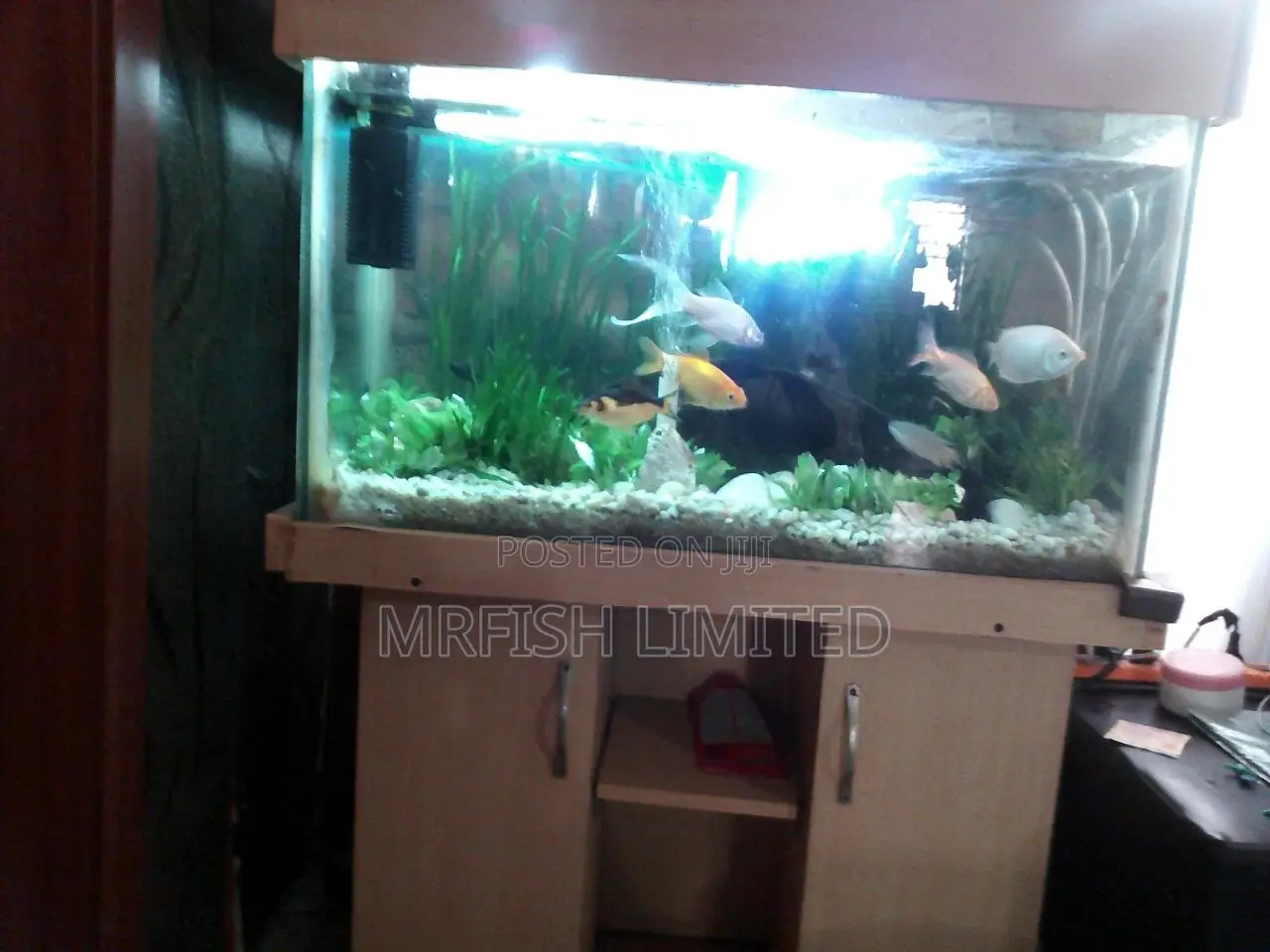 Big Slim HDF Aquarium.