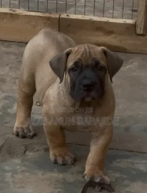 1-3 months Male Purebred Boerboel