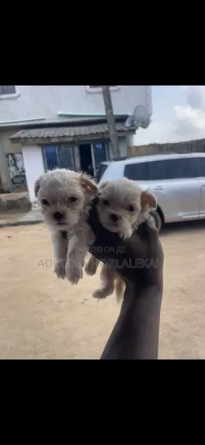 1-3 months Male Purebred Lhasa Apso