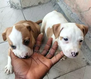 1-3 months Female Purebred American Pit Bull Terrier