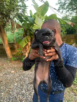6-12 months Female Purebred Pug