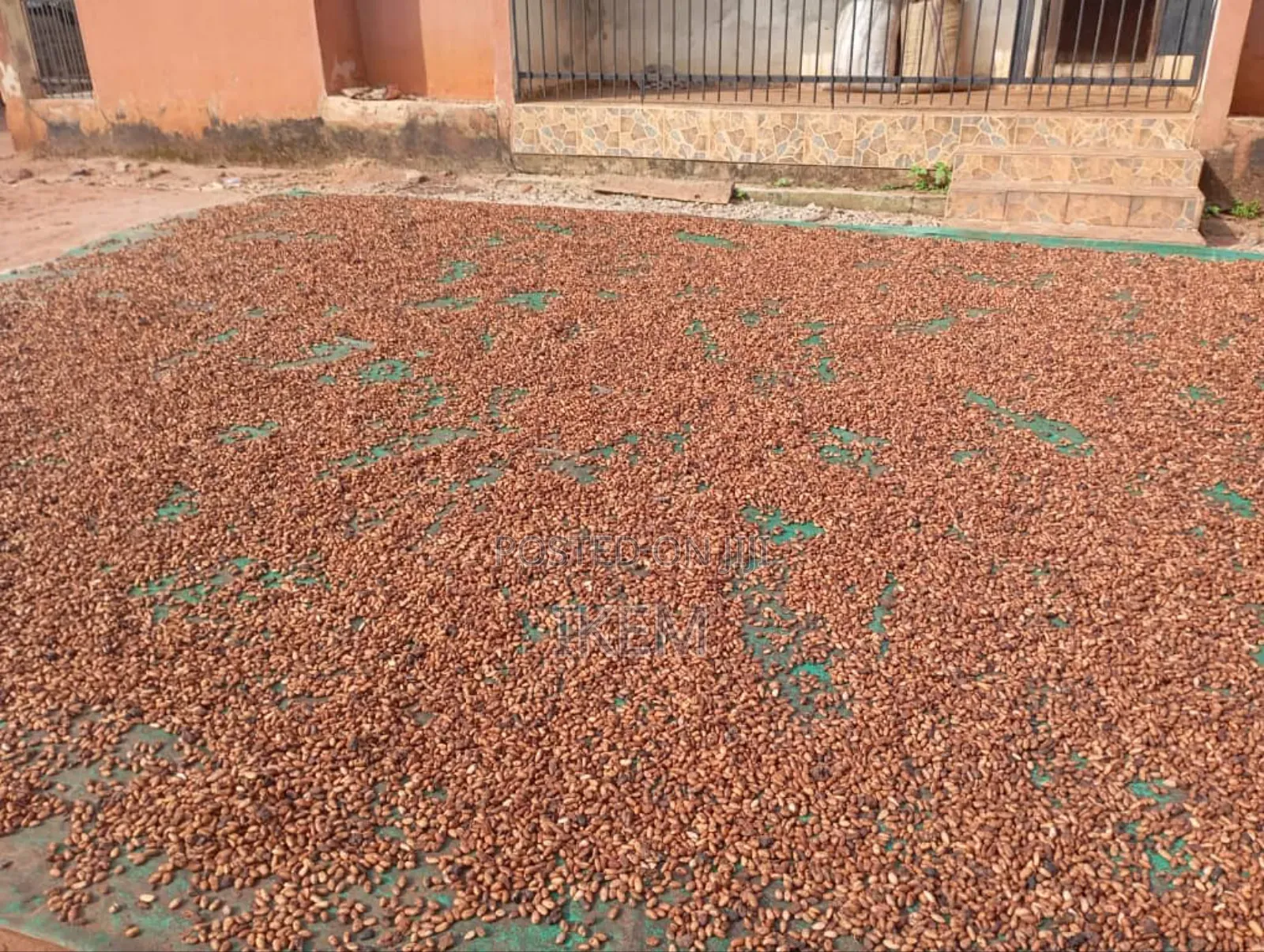Premium Cocoa Beans for Sale