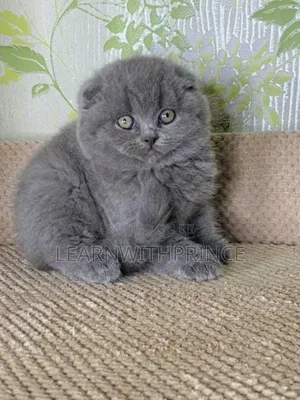 1-3 months Male Purebred British Shorthair