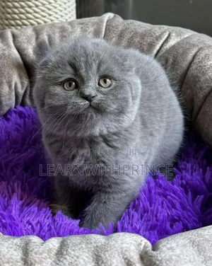 1-3 months Male Purebred British Shorthair