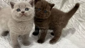 1-3 months Female Purebred British Shorthair