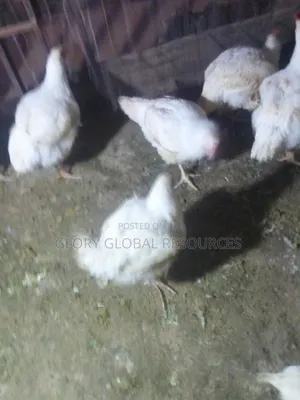 Matured Boiler Chicken